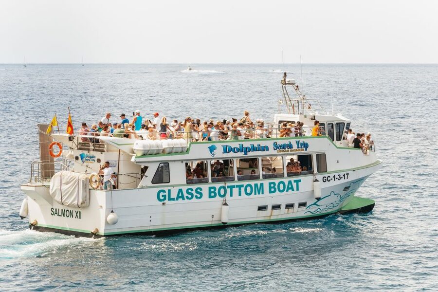 Gran Canaria: Dolphin and Whale Watching Cruise - Should you book this Gran Canaria dolphin and whale cruise?