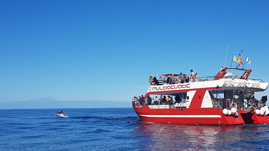 Gran Canaria: Dolphin and Whale Watching Cruise - Price and value for a 150-minute sea day