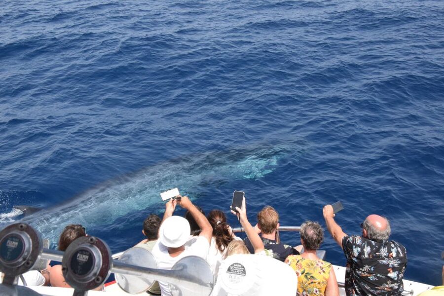 Gran Canaria: Dolphin and Whale Watching Cruise - What the cruise feels like on board, plus the cash bar