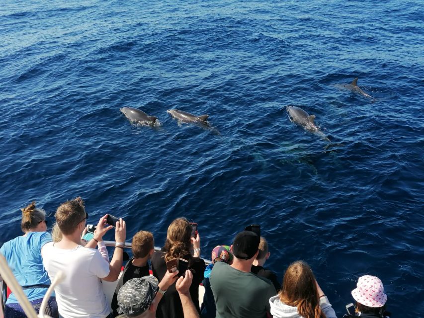 Gran Canaria: Dolphin and Whale Watching Cruise - The dolphins and whale sightings: how close you actually get