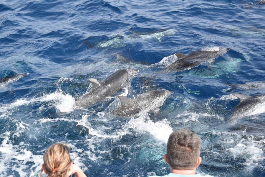 Gran Canaria: Dolphin and Whale Watching Cruise - If you don’t see dolphins or whales: the return voucher reality