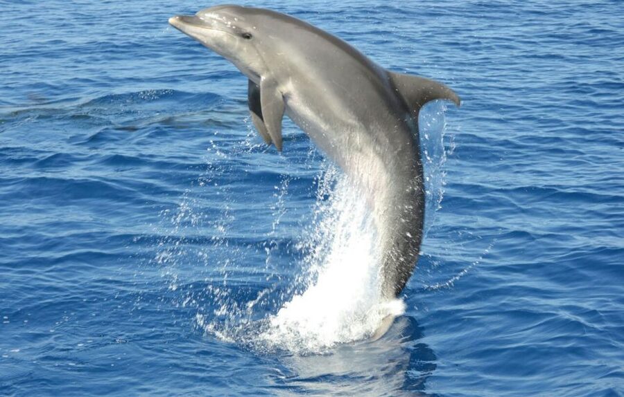 Gran Canaria: Dolphin and Whale Watching Cruise - Choppy seas and motion sickness: your risk check before you board