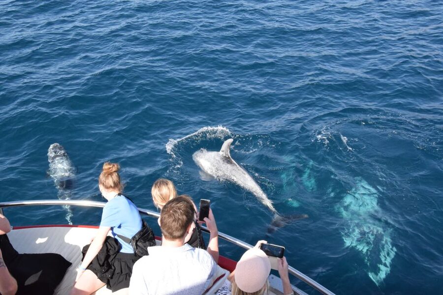 Gran Canaria: Dolphin and Whale Watching Cruise - Family-friendly dolphin watching, with real kid-proofing