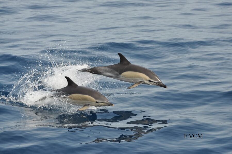 Gran Canaria: Dolphin and Whale Watching Cruise - How to maximize your odds of a great sighting