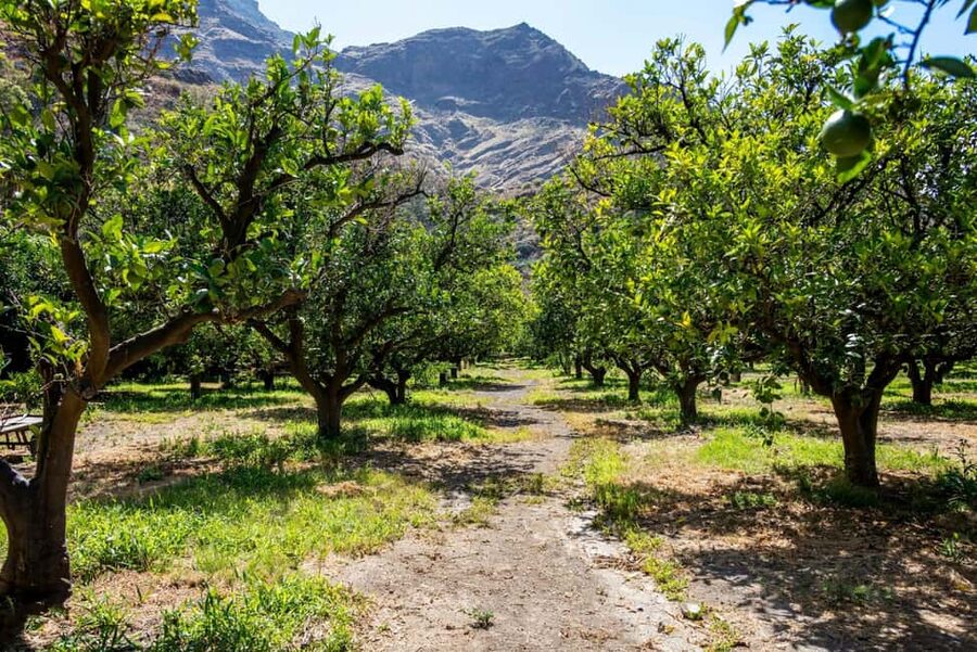 Gran Canaria: Food Tour with Distillery Visit & Lunch - Why this Gran Canaria food and distillery day feels like the main course