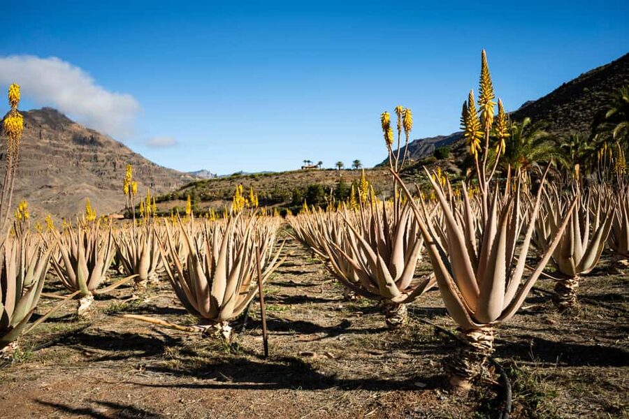 Gran Canaria from the Heights: Fataga and Tejeda - The Little Details That Make the Day Easier