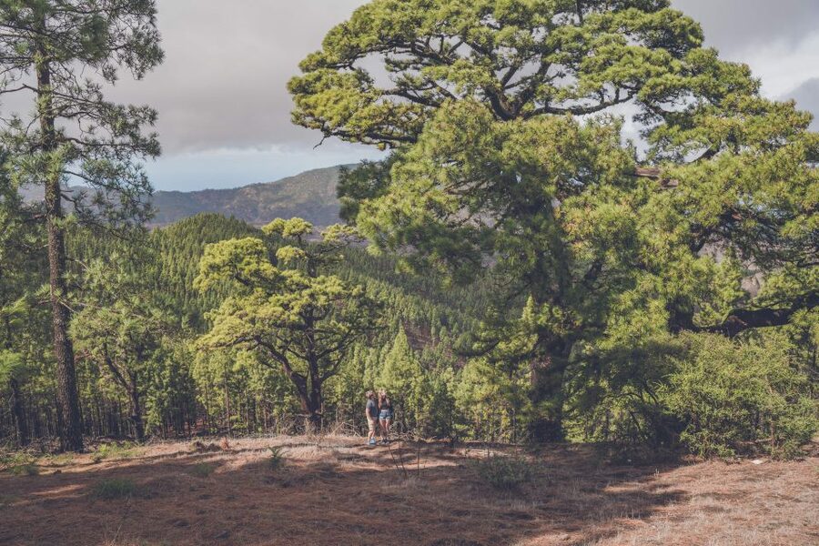 Gran Canaria: Full-Day Customizable Private Photography Tour - Local markets and tastings: cheese, wine, and rum breaks