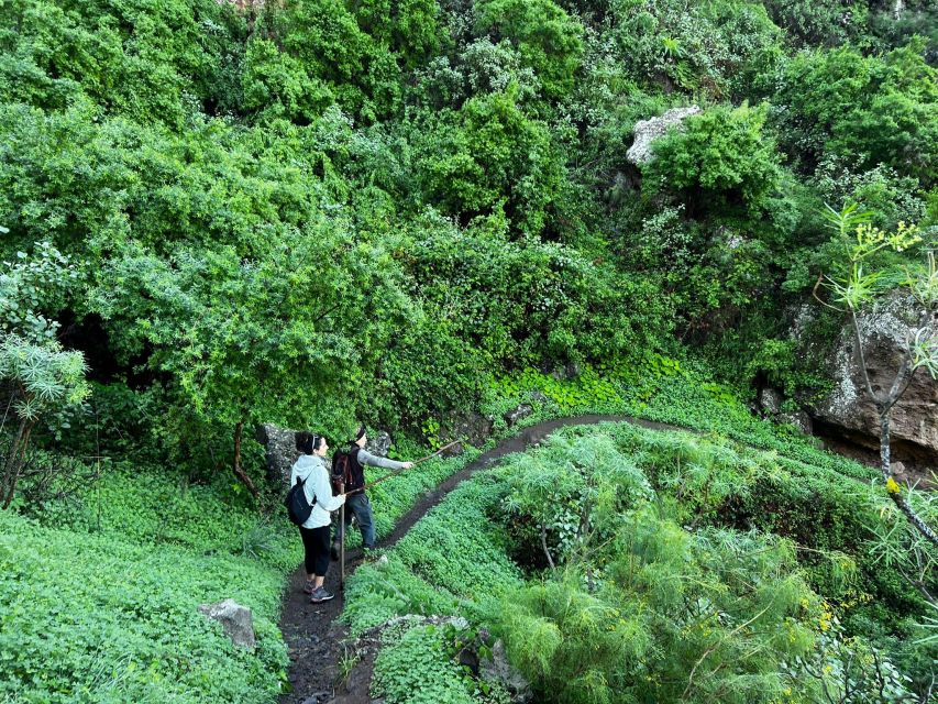 Gran Canaria: Green Witchcraft in the Magic Island - The terrace infusion: where the hike turns into something you keep