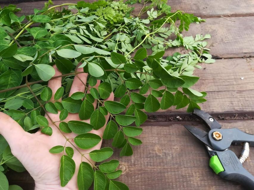 Gran Canaria: Green Witchcraft in the Magic Island - What to bring, and the small rules that affect comfort