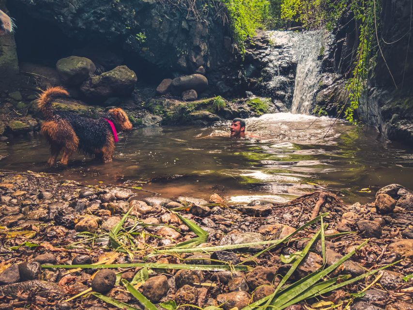 Gran Canaria: Guided Day Tour to Rainforest with Tasting - El Puertillo natural pools: volcanic rock swimming with ocean views