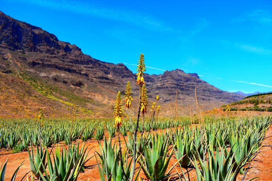 Gran Canaria Highlights Full-Day Tour by Bus - A day route built around real contrasts, not just quick stops