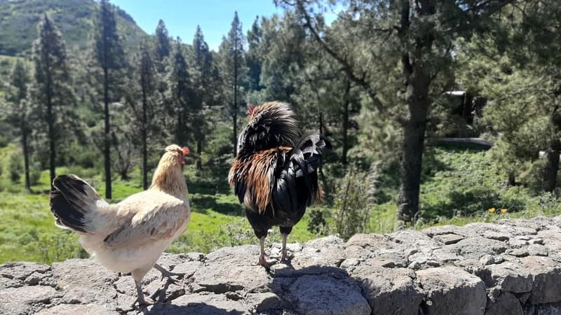 Gran Canaria: Highlights & hidden gems with Sky Rebels - Agüimes: a village with local life, color, and a church you can’t miss