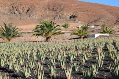 Gran Canaria Historic Tour – Yestarday and Today Premium