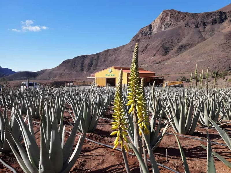 Gran Canaria: Island Highlights Tour with Optional Lunch - Pico de las Nieves and Roque Nublo spotting, the day’s main photo moment