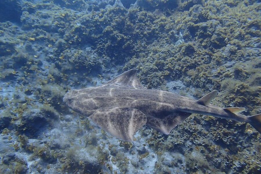 Gran Canaria:Live an Adventure and Learn to Dive with Expert - First Scuba Skills in Playa de Amadores Bay