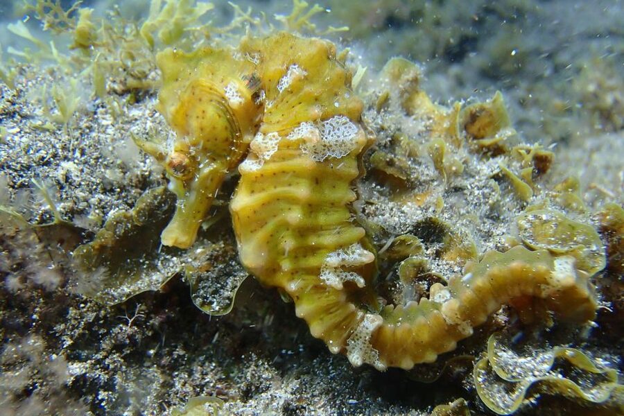Gran Canaria:Live an Adventure and Learn to Dive with Expert - Who This Fits Best, and Who Should Skip It