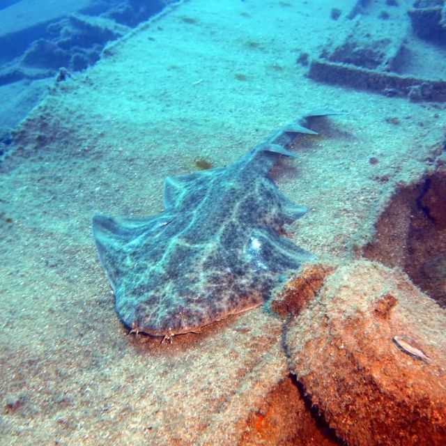 Gran Canaria: Morning Scuba Dive - How the program decides between one and two underwater sessions