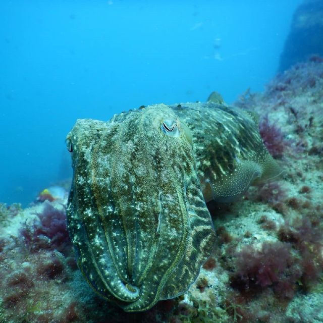 Gran Canaria: Morning Scuba Dive - Marine life mix: Atlantic, Mediterranean, and African species