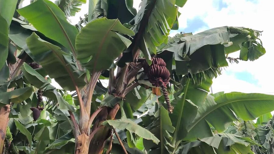 Gran Canaria: Paragliding Flight & Banana Plantation Tour - Who This Experience Fits Best, and Who Should Skip It
