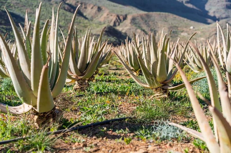 Gran Canaria Peaks: Firgas, Teror, Aloe Vera tour - Firgas fountains and hot springs culture, in walking distance