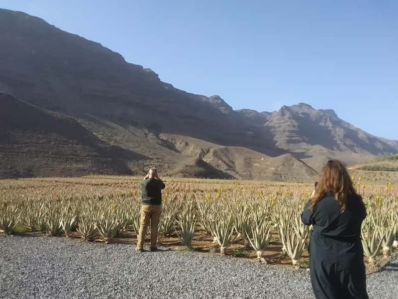 Gran Canaria Peaks: Firgas, Teror, Aloe Vera tour - Bus comfort, curvy roads, and why timing matters