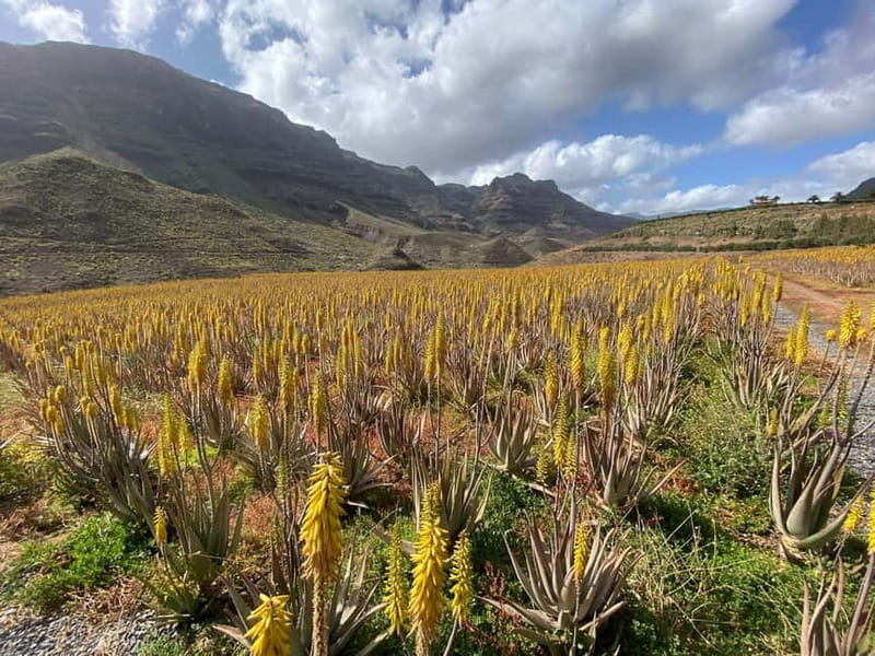 Gran Canaria Peaks: Firgas, Teror, Aloe Vera tour - Price and value: is $65 a good deal for 8 hours?
