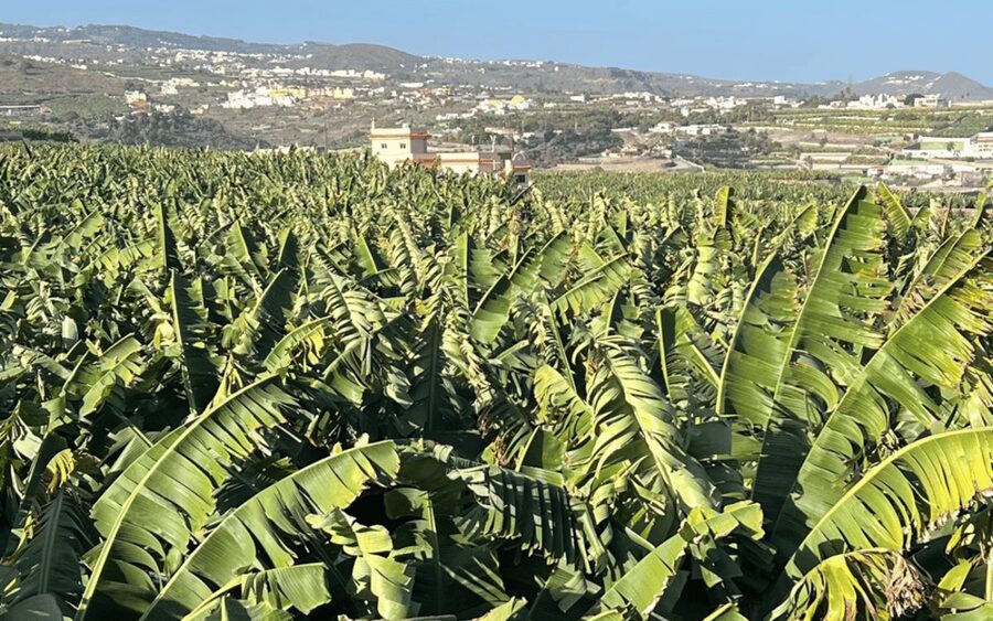 Gran Canaria: Rum, Wines and Banana Tour - A Food and Drink Route Through Northern Gran Canaria