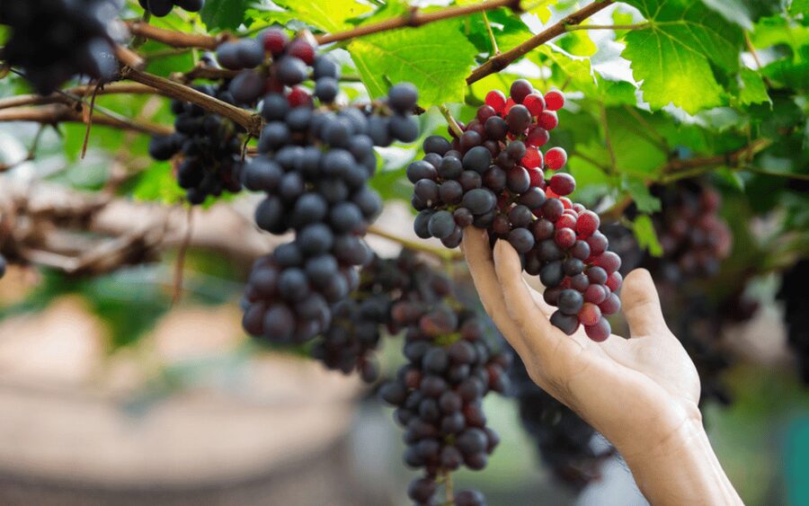 Gran Canaria: Rum, Wines and Banana Tour - Banana Museum and Farm Tour, Where the Island’s Identity Starts