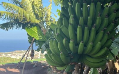 Rum, Wines and Banana Tour