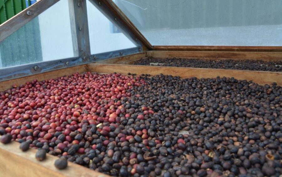 Gran Canaria: Rum, Wines and Banana Tour - Agaete Wine and Coffee: Views, Volcanic-Grown Flavor, and Tasting