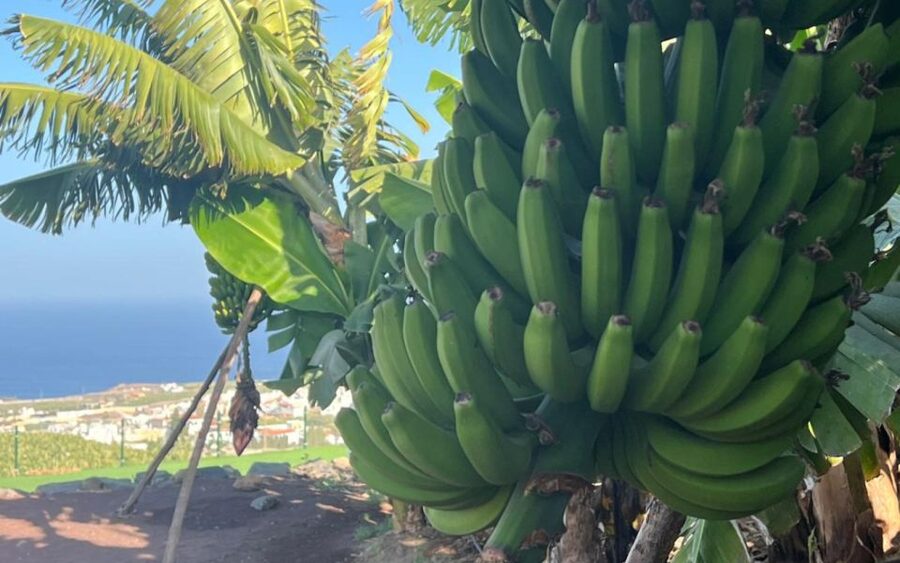 Gran Canaria: Rum, Wines and Banana Tour - The Mojo Canario Workshop, Plus How It Lands on Your Plate
