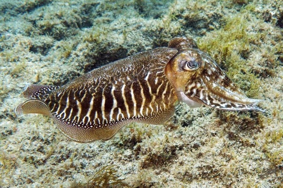 Gran Canaria: Scuba Diving for Beginners - The Open-Water Visit Up to 12 Meters: Marine Life You Can Actually See