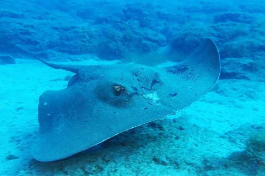 Gran Canaria: Scuba Diving for Beginners - Gear Rental and Body-Fit Details: What You Need to Know Before You Suit Up