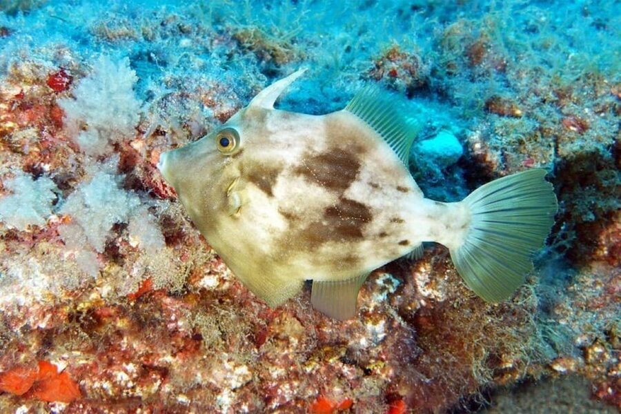 Gran Canaria: Scuba Diving for Beginners - Price and Value for a $106 Beginner Session