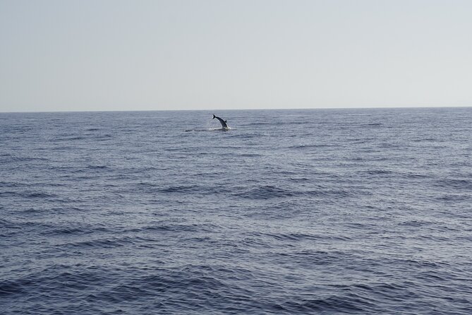 Gran Canaria Sunset Dolphin Watching Activity - Small-group advantages and what you actually do