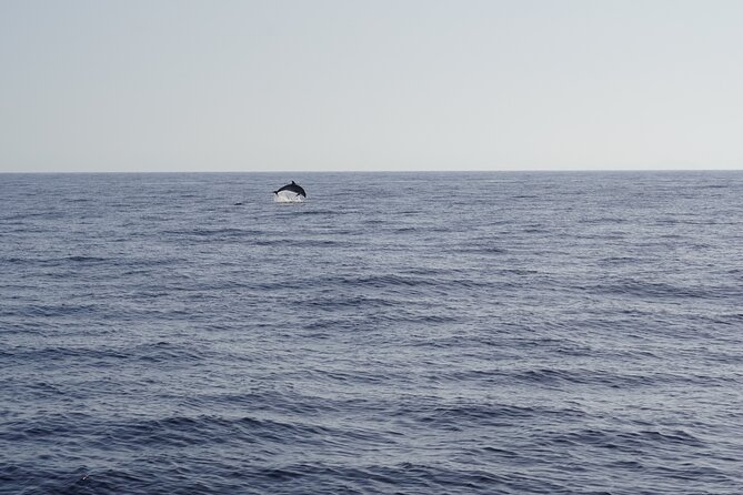 Gran Canaria Sunset Dolphin Watching Activity - Key things you’ll notice on this sunset cruise