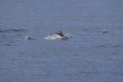 Gran Canaria Sunset Dolphin Watching Activity