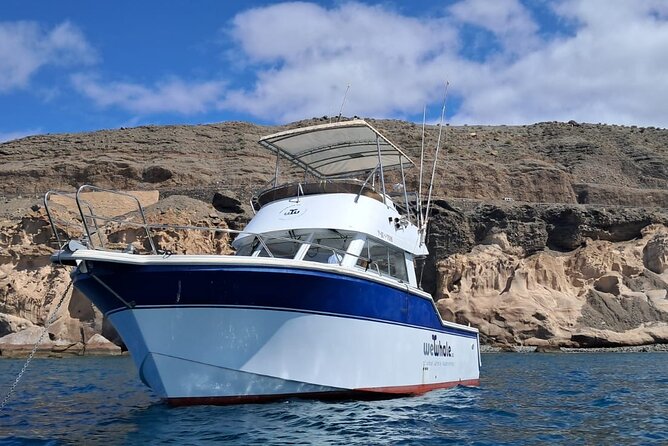 Gran Canaria Sunset Dolphin Watching Activity - The conservation angle: what the crew watches for