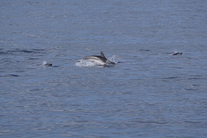 Gran Canaria Sunset Dolphin Watching Activity - Why the hybrid electric boat changes your dolphin odds