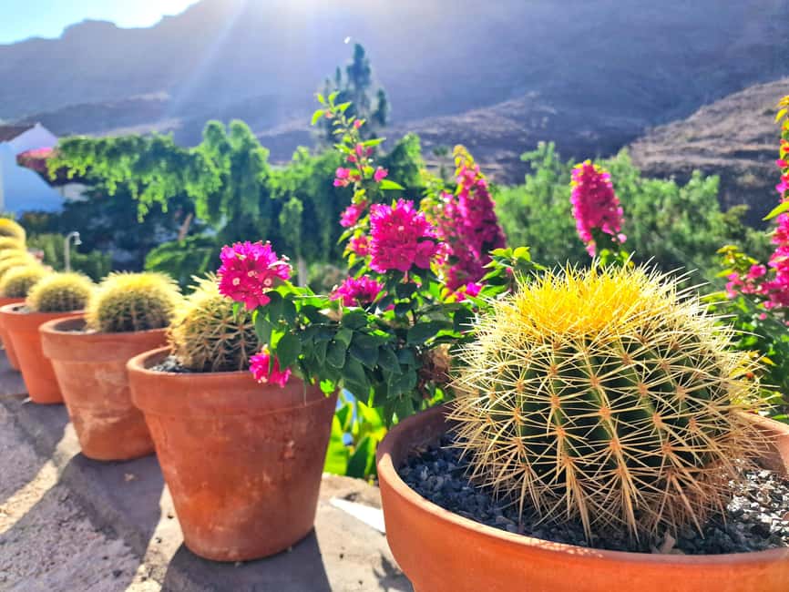 Gran Canaria: Tasting wine & local cheese in Mogan - Local Spanish food and what it means for your day