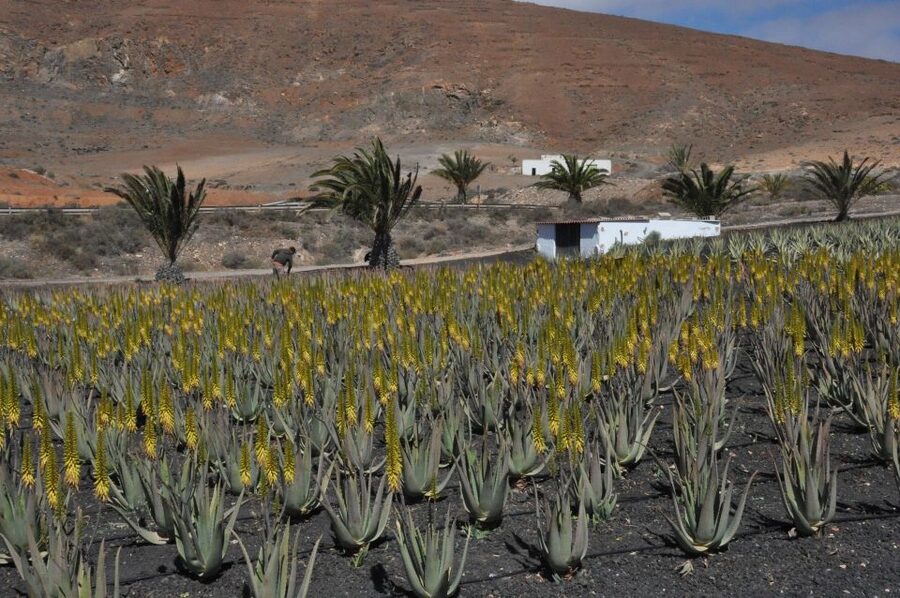 Gran Canaria Tour: Past and Present - Teror Town Stop, Basilica Views and Canarian-Style Streets