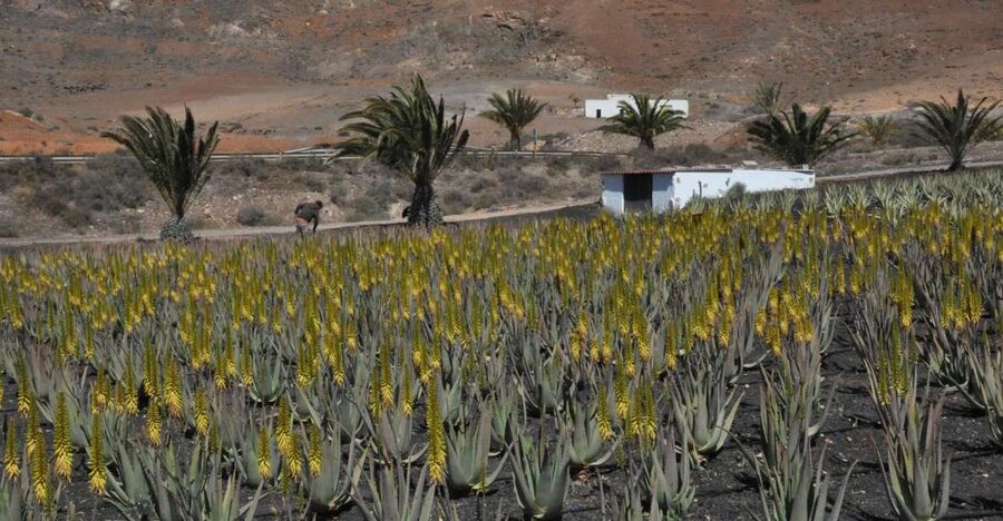 Gran Canaria Tour: Past and Present - Guayadeque Valley and Agüimes, Pre-Hispanic Living in Stone