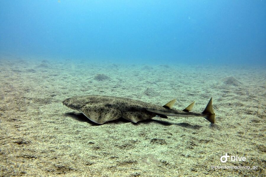Gran Canaria: Try Scuba Diving for Beginners - What marine life you can expect around Gran Canaria