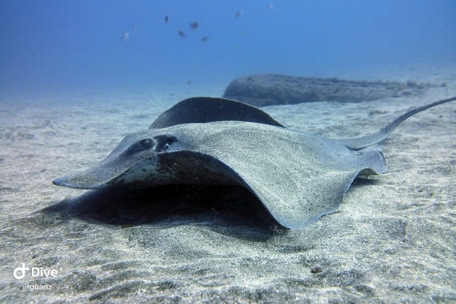 Gran Canaria: Try Scuba Diving for Beginners - Price and value: what $94 covers (and what costs extra)