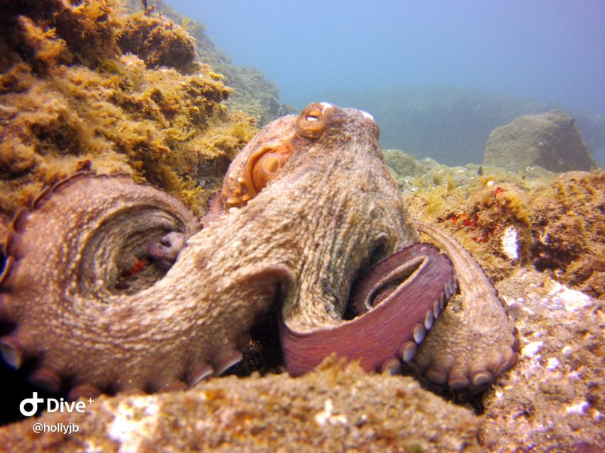 Gran Canaria: Try Scuba Diving for Beginners - Practical tips you should follow before you go