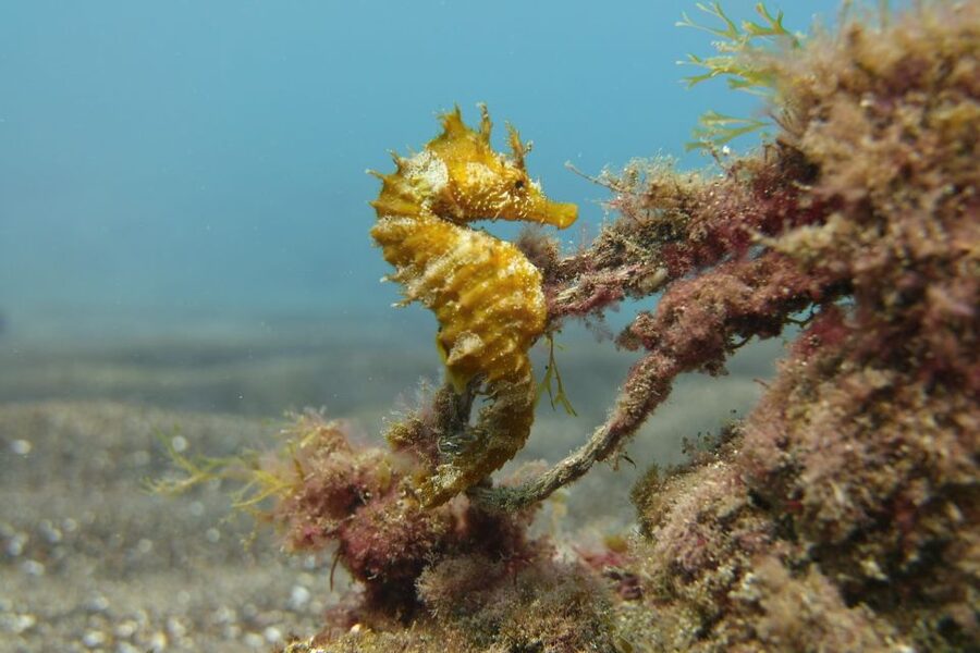 Gran Canaria: Try Scuba Diving for Beginners - Who should book this, and who should not