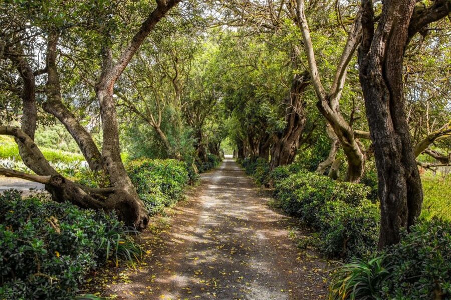 Gran Canaria: Winery Tour, Wine Museum, and Tasting - A 5-generation organic vineyard walk on volcanic soil