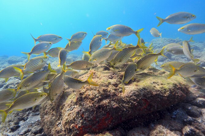 Guided Snorkelling Experience in South of Gran Canaria - Before You Enter: Wetsuit and Mask Fitting in Shallow Water