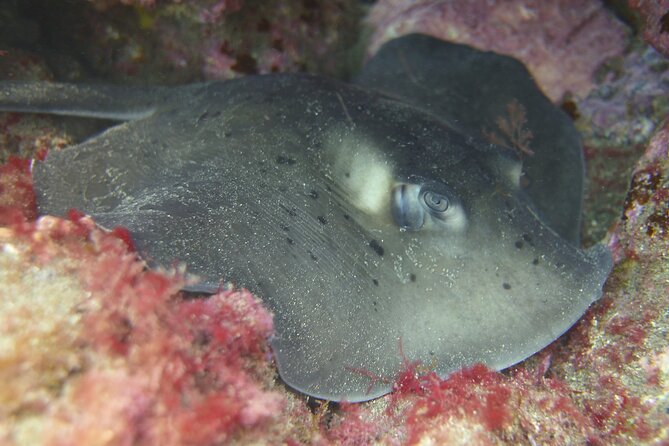 Guided Snorkelling Experience in South of Gran Canaria - The Snorkel Session: 45 to 60 Minutes of Guided Underwater Time