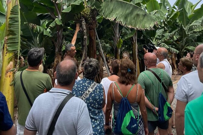 Guided tour of the Banana World - Key Highlights You’ll Actually Care About